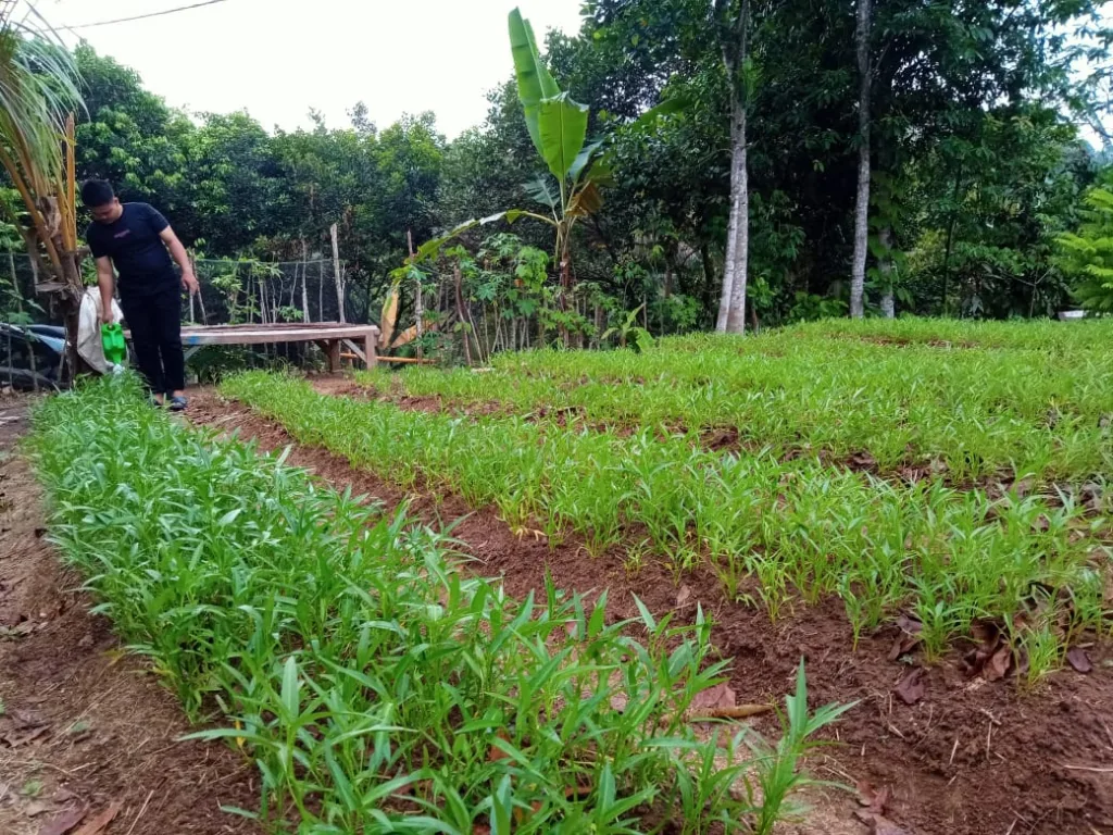 TIDAK KENAL GENGSI  PEMUDA SINDANGSARI SEMANGAT BERTANI