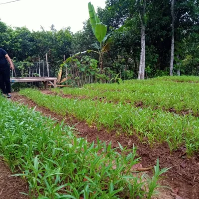 TIDAK KENAL GENGSI  PEMUDA SINDANGSARI SEMANGAT BERTANI