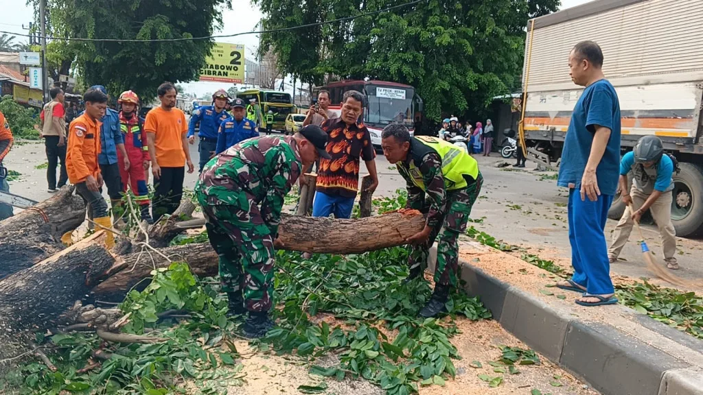 Pohon Tumbang, Danramil 0602-05/CIpocok Jaya Dan Babinsa Gerak Cepat Bantu Evakuasi