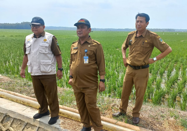 Pemprov Banten Terus Jaga Keberlangsungan Produksi Padi