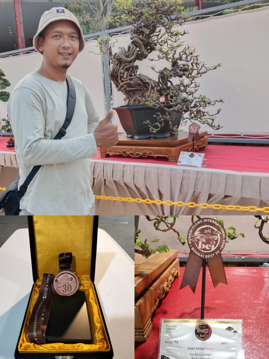 Bonsai Asal Kota Serang Banten Mendapatkan Juara 30 Besar dari 229 peserta dalam Pameran Internasional BCI Regional Bonsai and Suiseki Exhibition di Q BIG BSD City 3-9 Agustus 2023