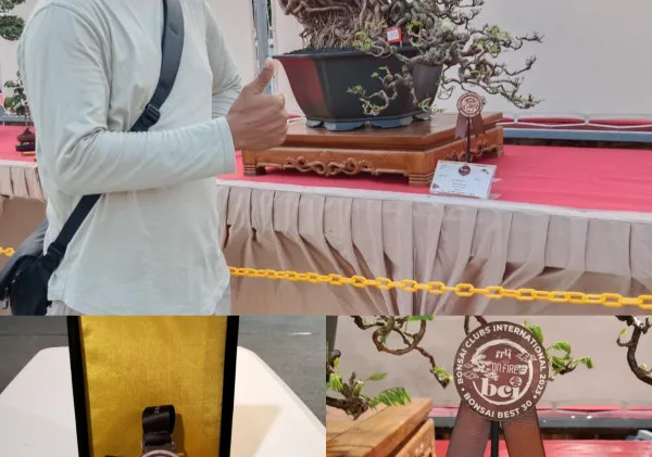 Bonsai Asal Kota Serang Banten Mendapatkan Juara 30 Besar dari 229 peserta dalam Pameran Internasional BCI Regional Bonsai and Suiseki Exhibition di Q BIG BSD City 3-9 Agustus 2023