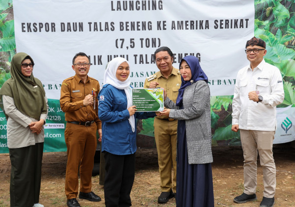 Banten Ekspor Daun Talas Beneng ke Amerika Serikat