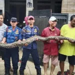 Ular Piton yang Memangsa Kucing Peliharaan Dievakuasi di Tangerang Selatan