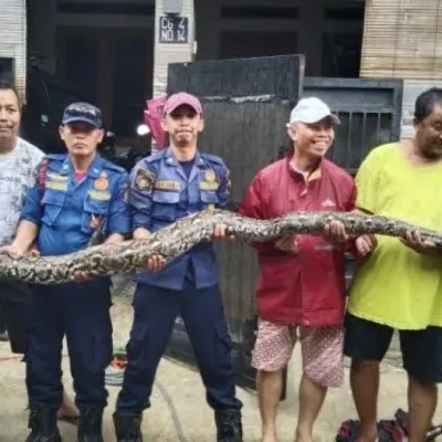 Ular Piton yang Memangsa Kucing Peliharaan Dievakuasi di Tangerang Selatan