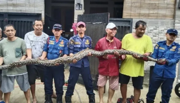 Ular Piton yang Memangsa Kucing Peliharaan Dievakuasi di Tangerang Selatan