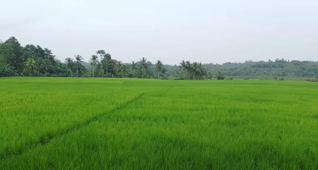Pemerintah Kabupaten Lebak Luncurkan Program IP Padi 400 untuk Meningkatkan Produksi dan Produktivitas Pangan