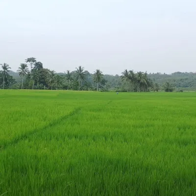 Pemerintah Kabupaten Lebak Luncurkan Program IP Padi 400 untuk Meningkatkan Produksi dan Produktivitas Pangan