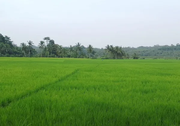 Pemerintah Kabupaten Lebak Luncurkan Program IP Padi 400 untuk Meningkatkan Produksi dan Produktivitas Pangan
