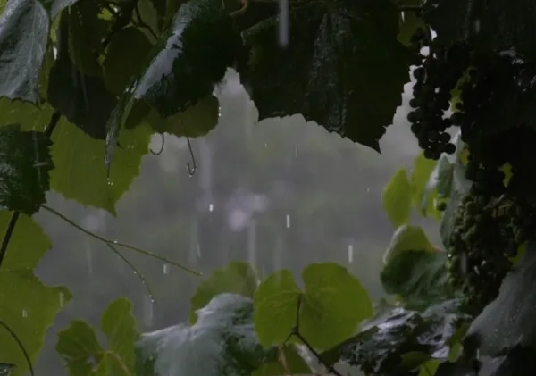 BMKG Peringatkan Potensi Hujan dan Cuaca Buruk di Banten Hari Ini : Dampak dan Langkah Pencegahan