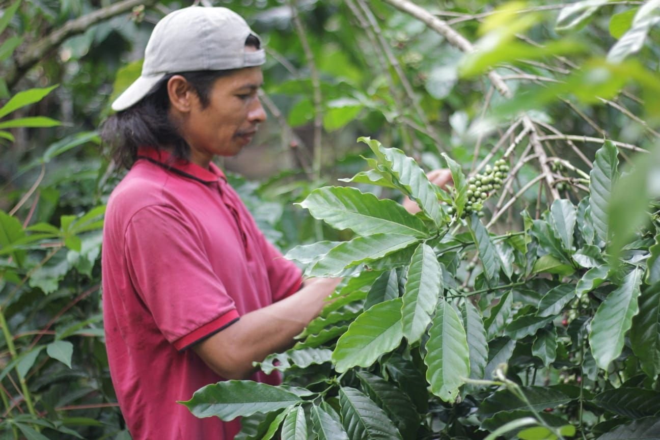 Kopi, Nadi Kehidupan Petani di Kaki Gunung Karang