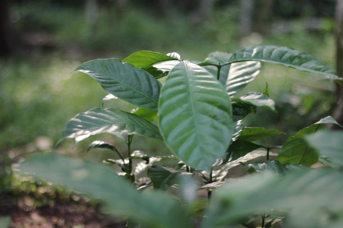 Kopi, Nadi Kehidupan Petani di Kaki Gunung Karang