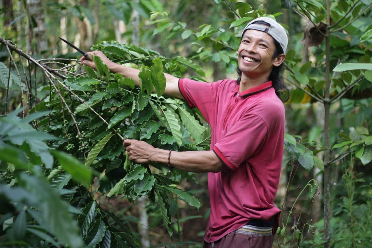 Kopi, Nadi Kehidupan Petani di Kaki Gunung Karang
