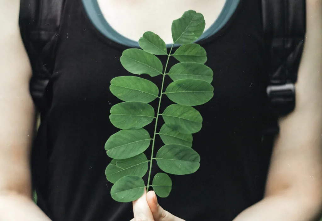 Daun Kelor: Obat Herbal Multifungsi untuk Berbagai Penyakit