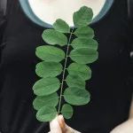 Daun Kelor: Obat Herbal Multifungsi untuk Berbagai Penyakit