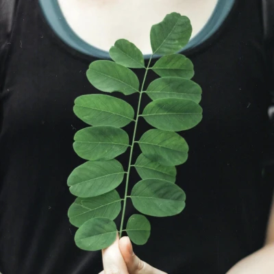 Daun Kelor: Obat Herbal Multifungsi untuk Berbagai Penyakit