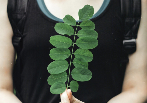 Daun Kelor: Obat Herbal Multifungsi untuk Berbagai Penyakit