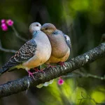 3 Langkah Penting untuk Sukses Merawat Anakan Perkutut: Panduan Lengkap untuk Pecinta Burung Kicau