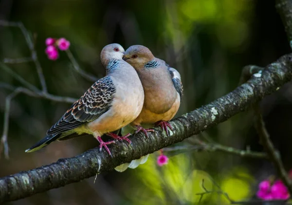 3 Langkah Penting untuk Sukses Merawat Anakan Perkutut: Panduan Lengkap untuk Pecinta Burung Kicau