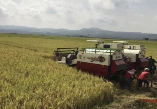 Petani Kabupaten Lebak, Banten: Pahlawan Ketahanan Pangan dengan Panen Padi Tiga Kali Setahun