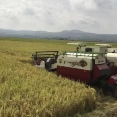 Petani Kabupaten Lebak, Banten: Pahlawan Ketahanan Pangan dengan Panen Padi Tiga Kali Setahun