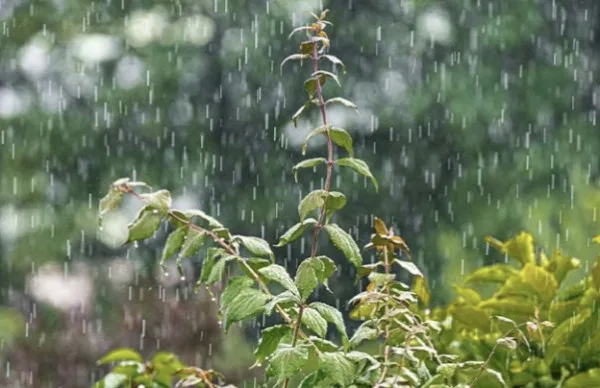 Prakiraan Cuaca di Kota Tangerang Selatan (Tangsel), Senin, 27 Mei 2024: Hujan Ringan di Enam Wilayah