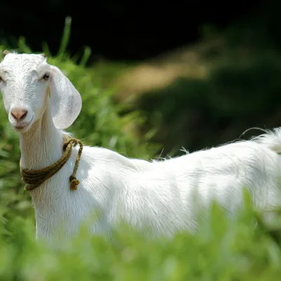 Harga Kambing Kurban di Lebak Meningkat Jelang Idul Adha 1445 Hijriah