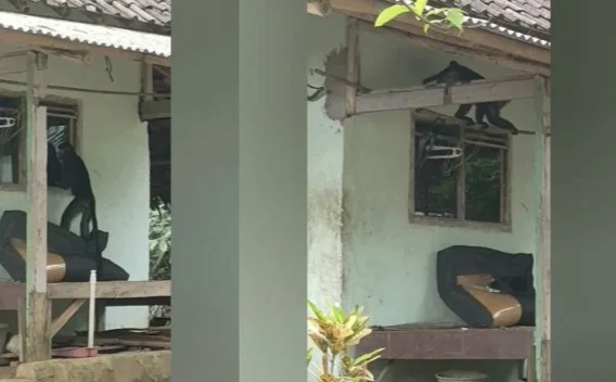 Invasi Lutung Liar di Lebak: Warga Resah, Rumah Rusak, dan Permintaan untuk Penangkapan