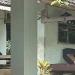 Invasi Lutung Liar di Lebak: Warga Resah, Rumah Rusak, dan Permintaan untuk Penangkapan