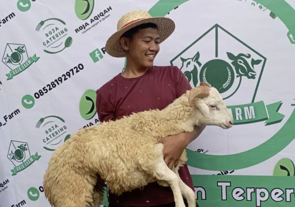 Dari Cilok ke Kambing: Kisah Inspiratif Roja, Sang Peternak Muda Sukses