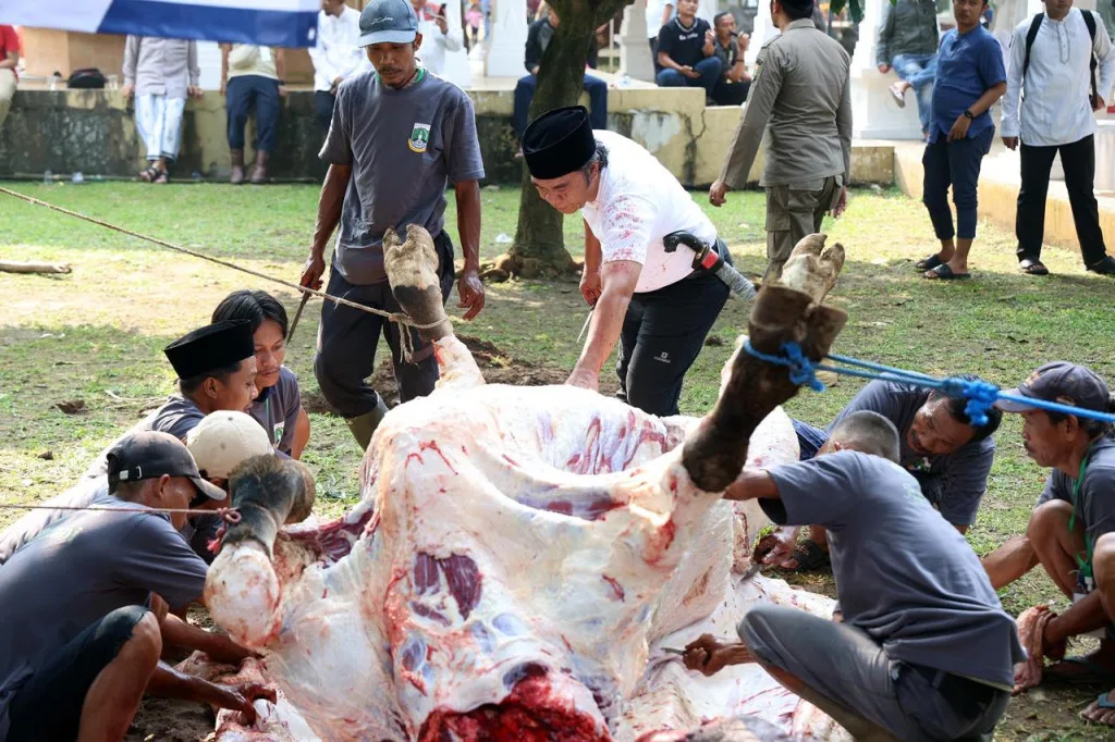 Penjabat Gubernur Banten, Al Muktabar, Menyembelih Sapi Bantuan Presiden Joko Widodo untuk Iduladha