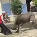 Kerbau Mengamuk Saat Idul Adha di Lebak, Sempat Seruduk Warga