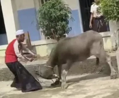Kerbau Mengamuk Saat Idul Adha di Lebak, Sempat Seruduk Warga
