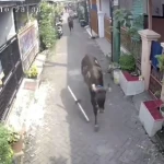 Sapi Kurban Kabur Hampir Seruduk Bocah di Karawaci, Tangerang: Rekaman CCTV Viral