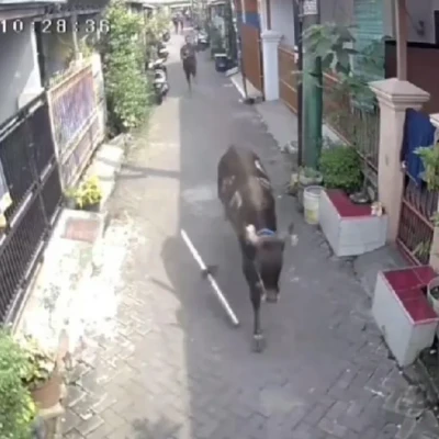Sapi Kurban Kabur Hampir Seruduk Bocah di Karawaci, Tangerang: Rekaman CCTV Viral