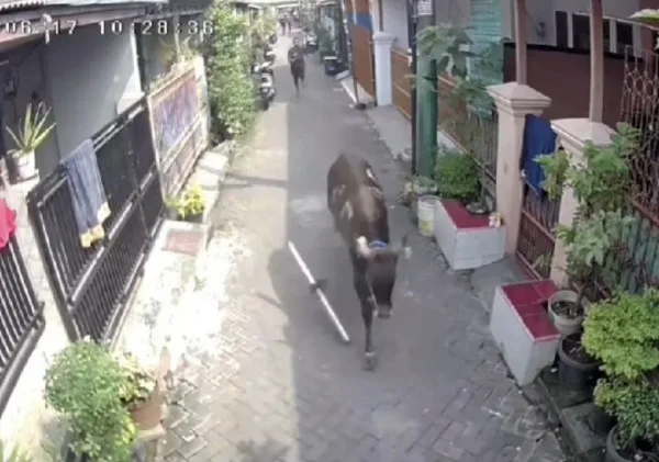 Sapi Kurban Kabur Hampir Seruduk Bocah di Karawaci, Tangerang: Rekaman CCTV Viral