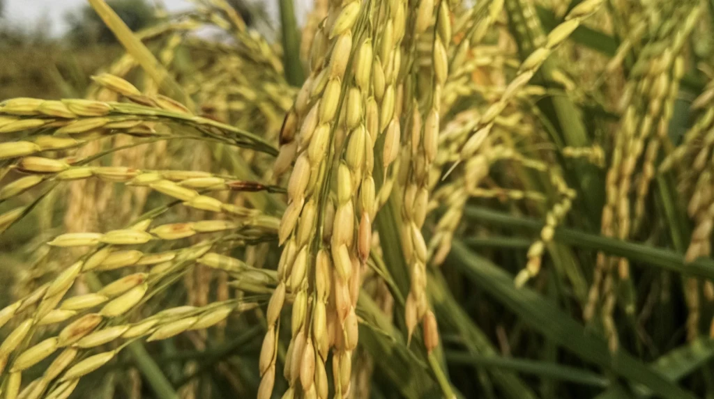 Harga Gabah Kering Simpan Naik Signifikan di Kabupaten Lebak, Mencapai Rp7.500 per Kilogram