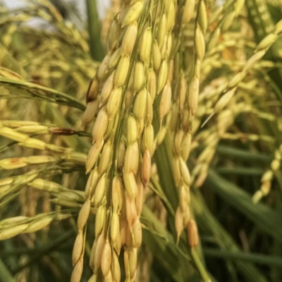 Harga Gabah Kering Simpan Naik Signifikan di Kabupaten Lebak, Mencapai Rp7.500 per Kilogram