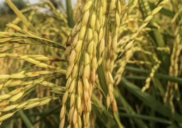 Harga Gabah Kering Simpan Naik Signifikan di Kabupaten Lebak, Mencapai Rp7.500 per Kilogram