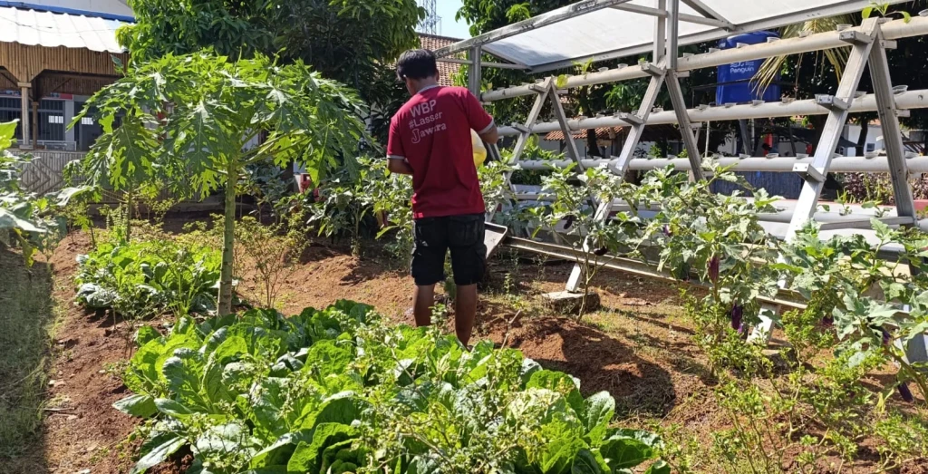 Lapas Kelas IIA Serang Tingkatkan Pembinaan Kemandirian Warga Binaan Melalui Program Hortikultura dan Keterampilan Teknis