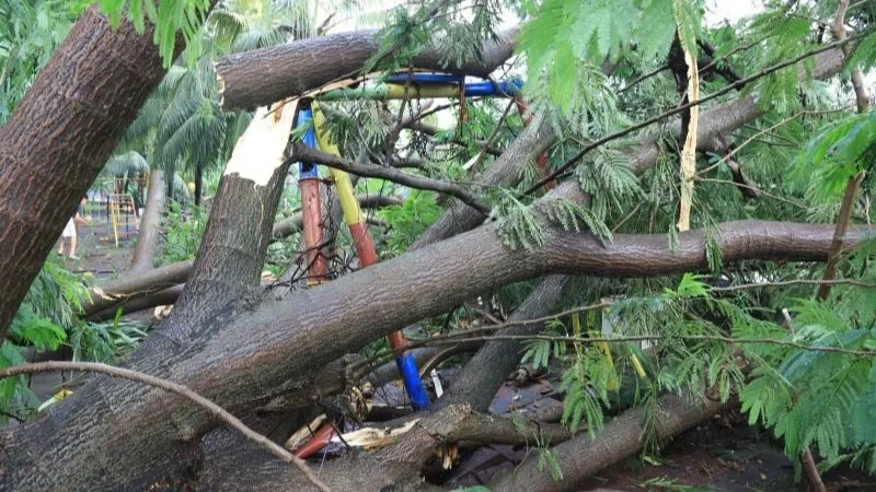 Cuaca Ekstrem di Tangerang, 31 Titik Pohon Tumbang Berhasil Ditangani
