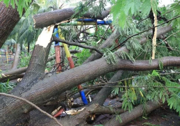 Cuaca Ekstrem di Tangerang, 31 Titik Pohon Tumbang Berhasil Ditangani