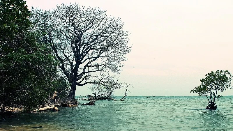 Keindahan Pulau Dua: Surga Burung dan Keanekaragaman Alam di Ujung Pantai Utara Banten