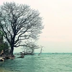 Keindahan Pulau Dua: Surga Burung dan Keanekaragaman Alam di Ujung Pantai Utara Banten