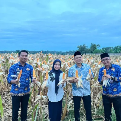 Panen Jagung 18 Ton di Serang: Momentum Besar Ketahanan Pangan dari Desa, Bupati Zakiyah Turun Langsung ke Lapangan