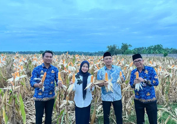Panen Jagung 18 Ton di Serang: Momentum Besar Ketahanan Pangan dari Desa, Bupati Zakiyah Turun Langsung ke Lapangan