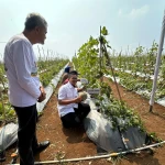 Sukses Panen Melon Premium, Kadin Lebak Perkuat Kemitraan dengan Petani