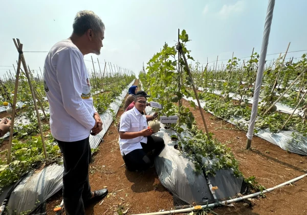 Sukses Panen Melon Premium, Kadin Lebak Perkuat Kemitraan dengan Petani