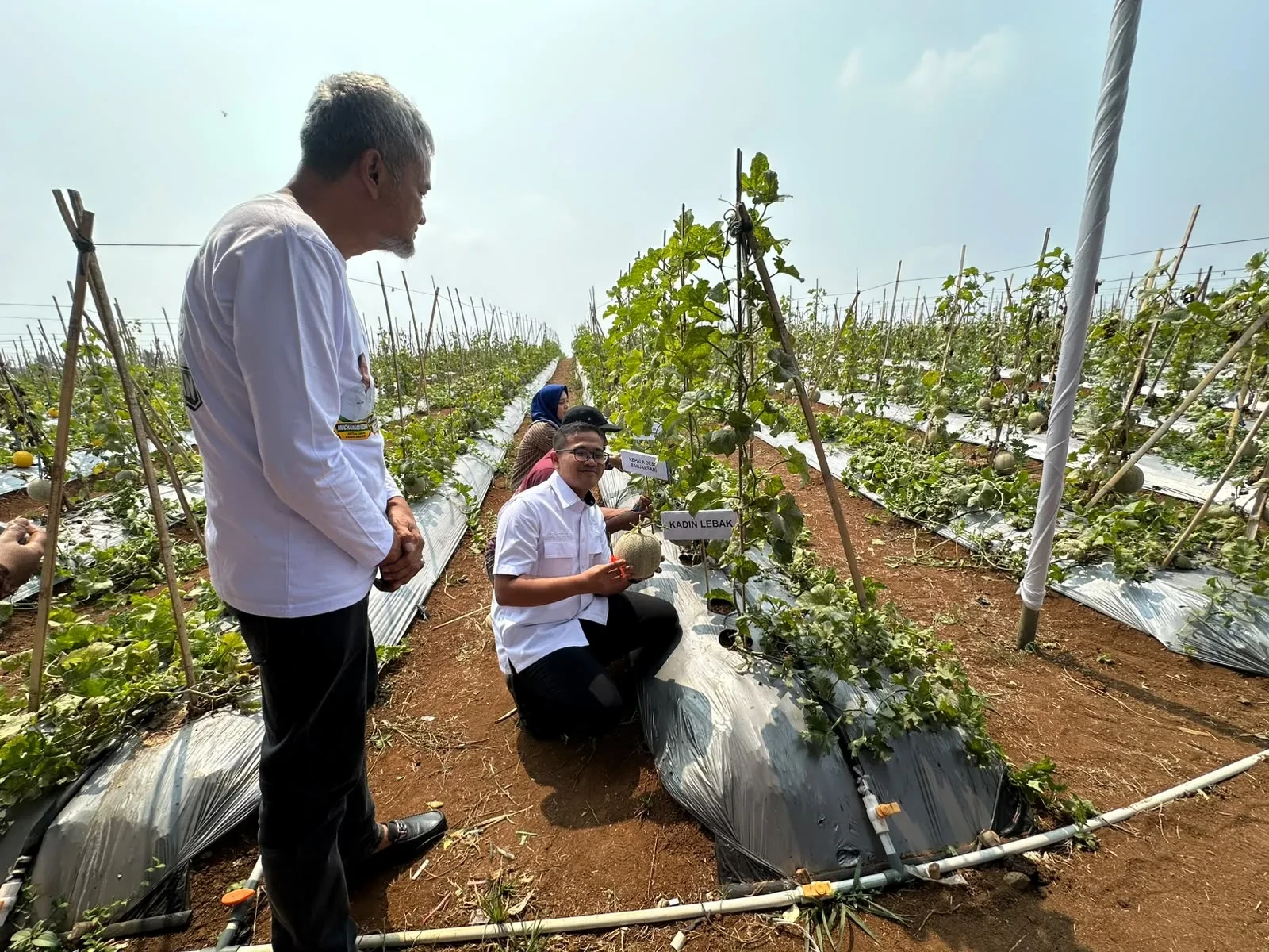 Sukses Panen Melon Premium, Kadin Lebak Perkuat Kemitraan dengan Petani