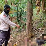 Cari Jantung Pisang, Warga Tunjung Teja Malah Temukan Mayat Pria